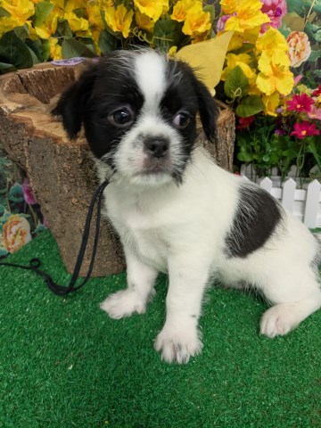 SHIH TZU X Babies. Super Cute!!!