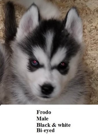 AKC CH Line Siberian husky puppies