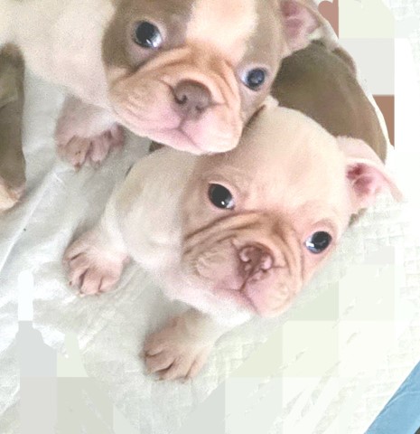 Boston Terrier puppy for sale + 66159