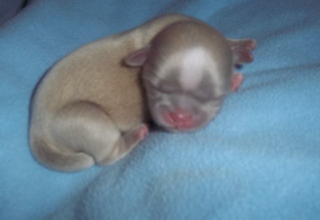 Imperial Shih Tzus   AKC