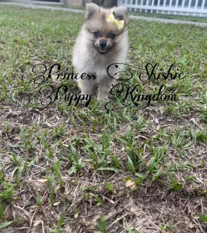 Pomeranian puppy for sale + 63627
