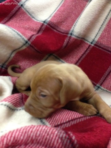 Vizsla puppy for sale + 53323