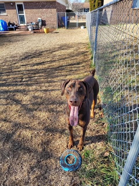 Doberman Pinscher puppy for sale + 66995