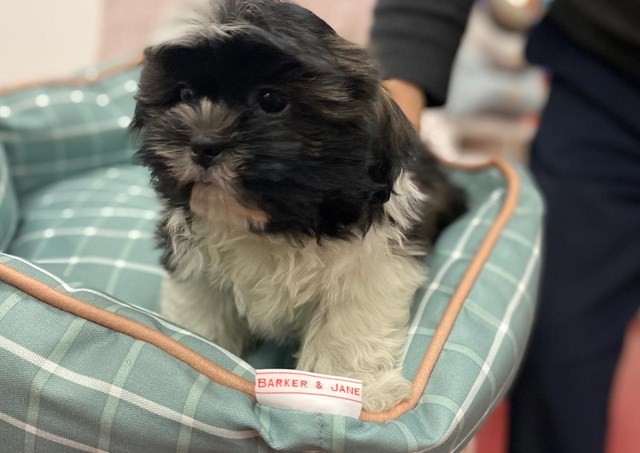 Shih Tzu puppy for sale + 59807