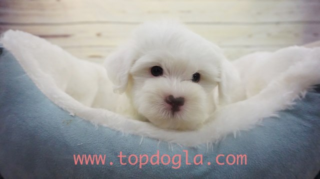 Maltipoo puppy for sale + 53690