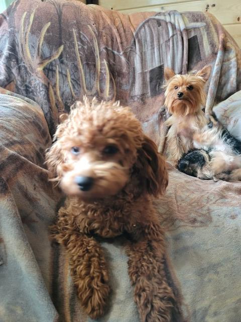 Purebred toy red poodle female, 9 months old. call 231 821 2220