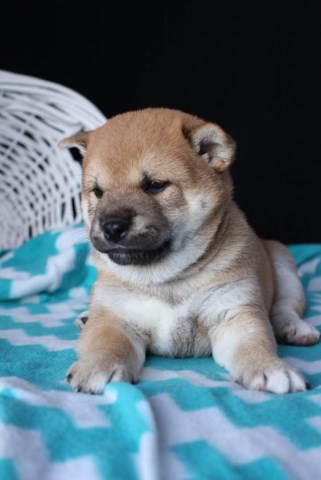 Shiba Inu Puppy Dog For Sale In Columbia City Indiana