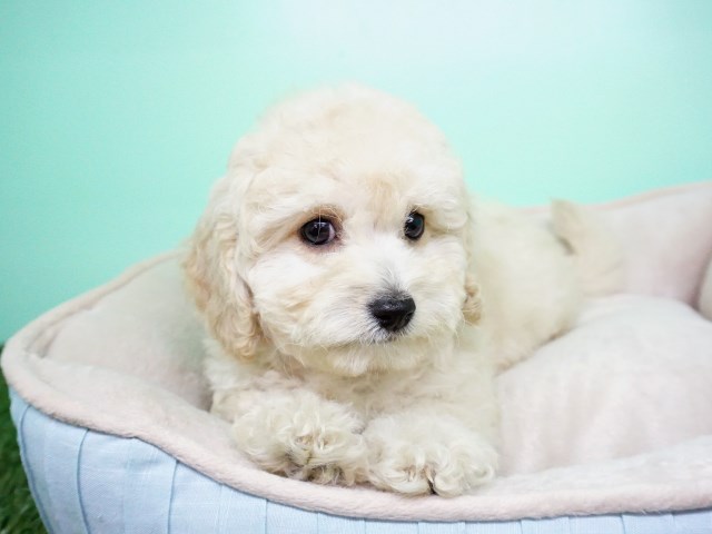 Goldendoodle puppy for sale + 54662