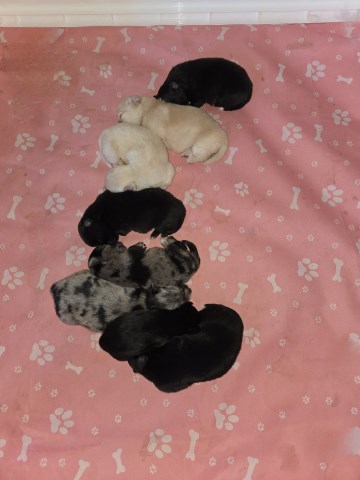 Chihuahua puppy for sale + 66535