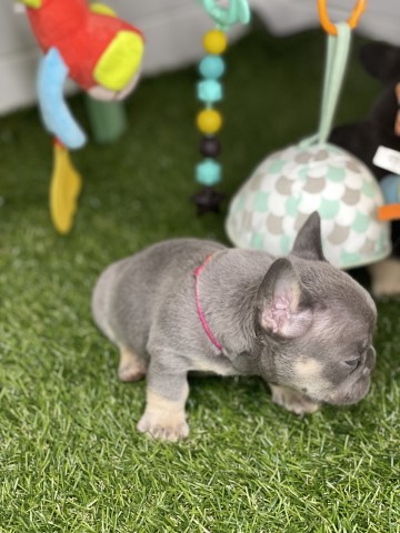 New shade isabella maker