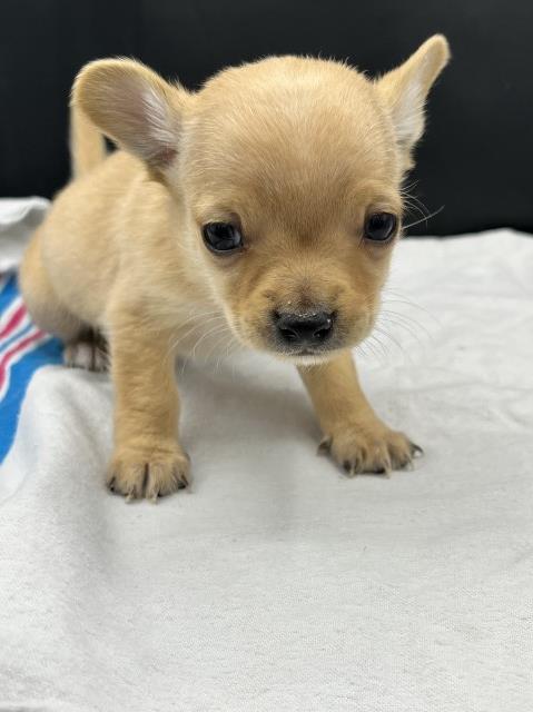 AKC tiny male Chihuahua
