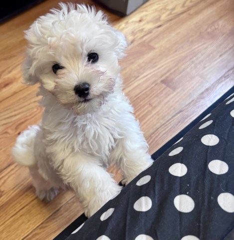Maltipoo puppy for sale + 66570