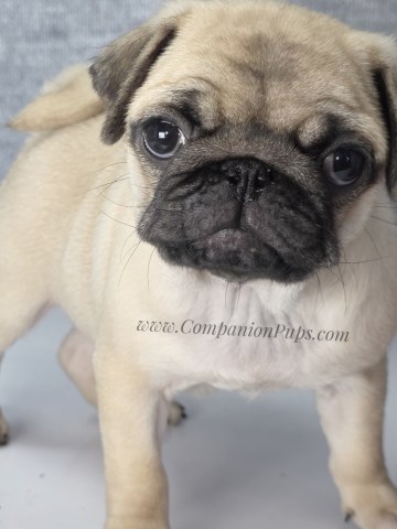 Pug puppy for sale + 66900