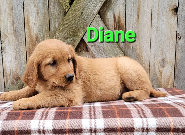AKC Golden Retrievers born July 26th. Call 231 215 0062