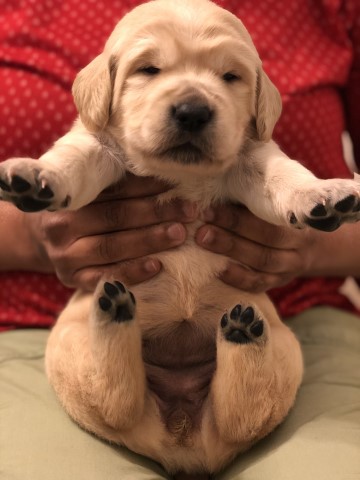 GOLDEN RETRIEVER PUPPIES FOR SALE!