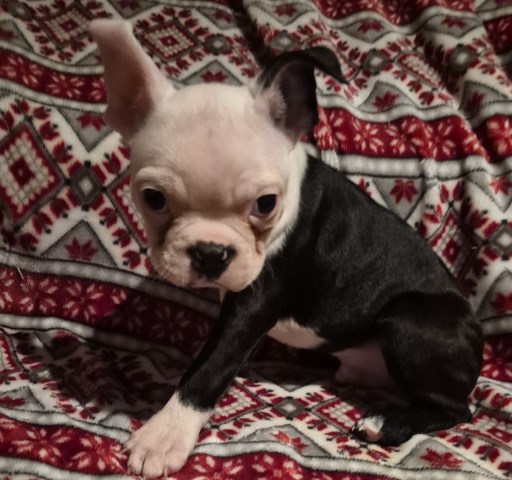 Boston Terrier puppies