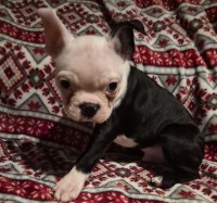 Boston Terrier thumbnail