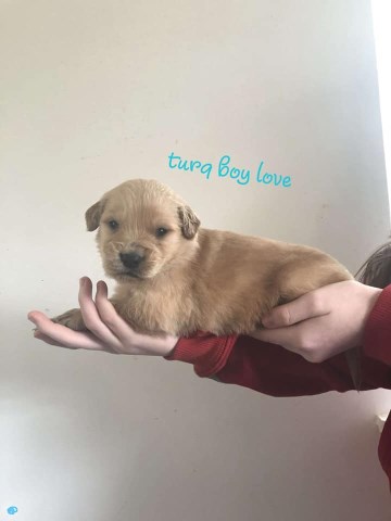 Golden Retriever puppy dog for sale in Pine Knot, Kentucky