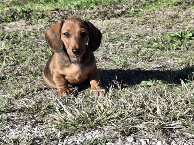 Miniature Daschund puppy