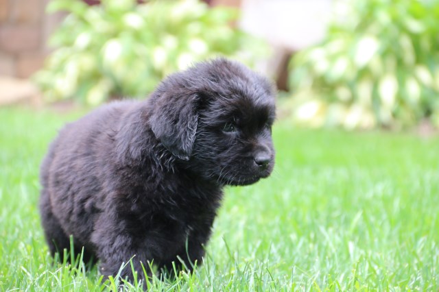 Newfoundland Dog puppy for sale + 53520
