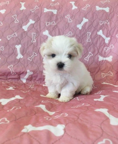 Maltese puppy for sale + 61887