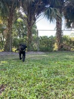 Black female..9 months old Labrador Retriever for sale/adoption