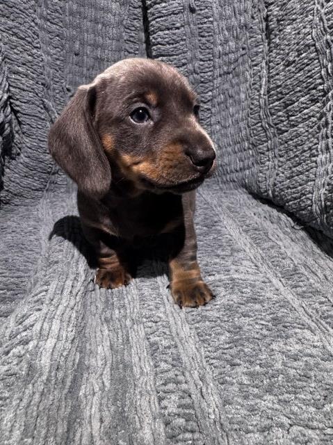 Dachshund puppies