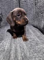 Dachshund puppies Dachshund for sale/adoption