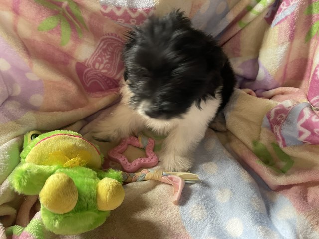 Yorkipoo puppy for sale + 66513