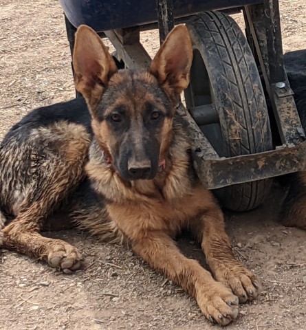 German Shepherd Dog puppy for sale + 65719