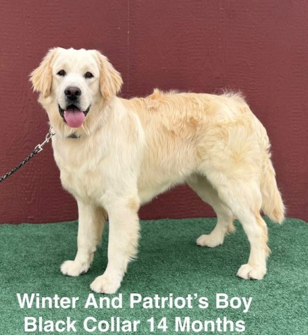 Labrador Retriever puppy for sale + 66482