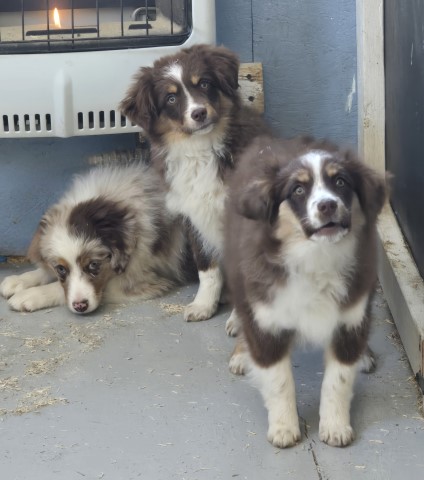 Australian Shepherd Dog puppy for sale + 65703