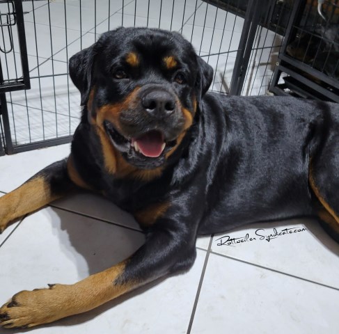 Rottweiler puppy for sale + 65126