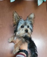 ?? Introducing the Tiniest Bundle of Joy: Teddie! ?? Yorkshire Terrier for sale/adoption