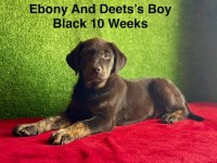 AKC Charcoal And Black Labrador Puppies Labrador Retriever for sale/adoption