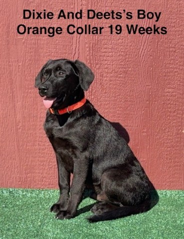 Labrador Retriever puppy for sale + 66807