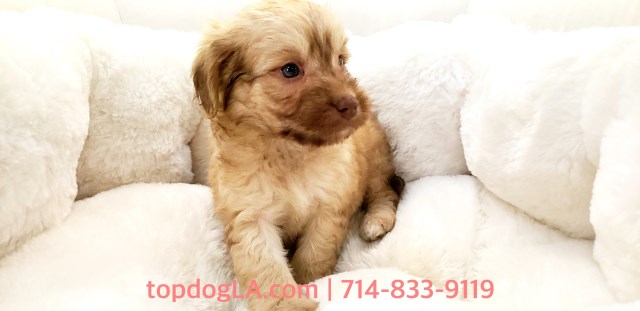Cockapoo Puppy - Male - JoJo ($975)