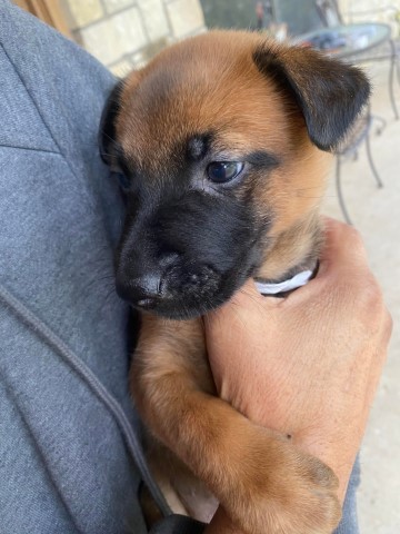 Belgian Malinois Puppy For Sale (two girl)