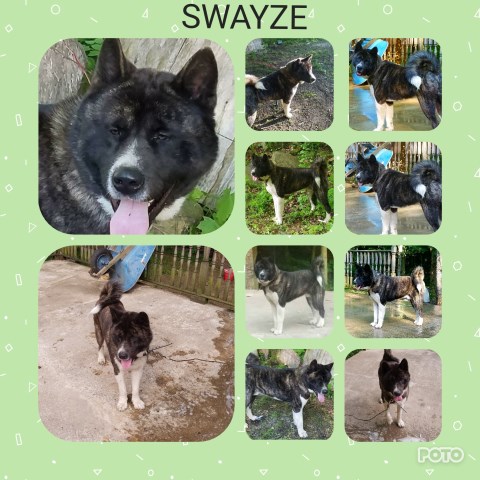Swayze Akc brindle male Akita