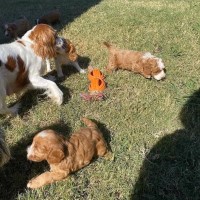 Cavapoo puppies available Cavalier King Charles Spaniel for sale/adoption