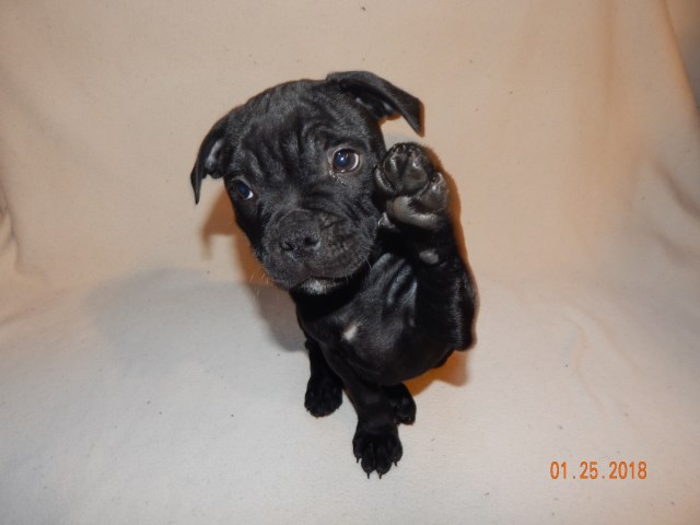 Staffordshire Bull Terrier puppy for sale + 50929