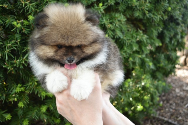 Pomeranian puppy for sale + 64790