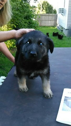 German Shepherd Dog puppy for sale + 49591