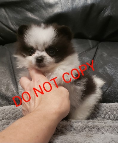 Micro Tiny parti merle Pomeranian puppy for sale