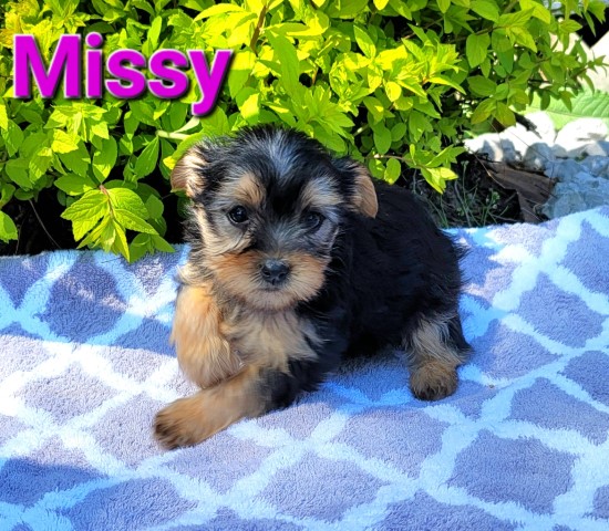 Purebred Yorkshire puppy born  March 20, 2023. Call 231 928 1142