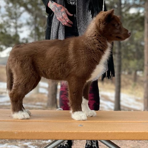 Siberian Husky puppy for sale + 61292