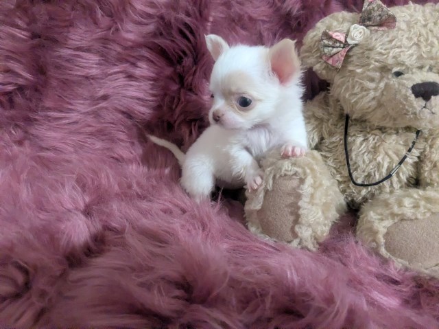 Chihuahua puppy for sale + 67244