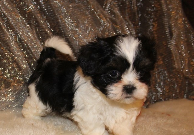 Shihtzu - male  shih tzu puppy