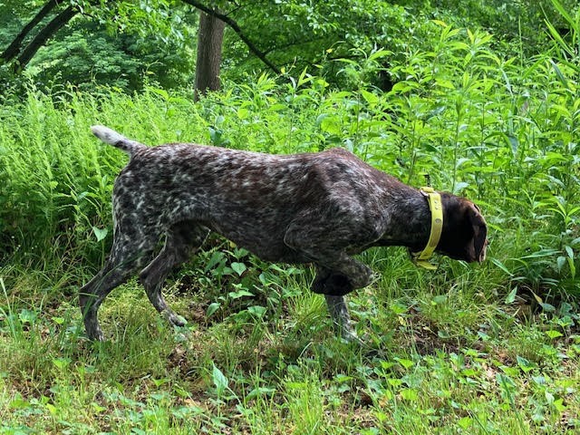 GERMAN SHORTHAIRED POINTER PUPPIES - BREW & RONA