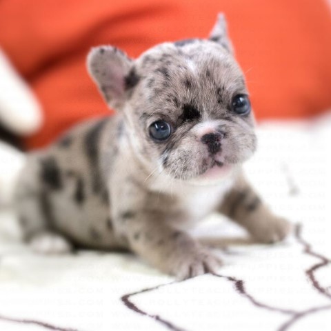 French Bulldog puppy for sale + 64661